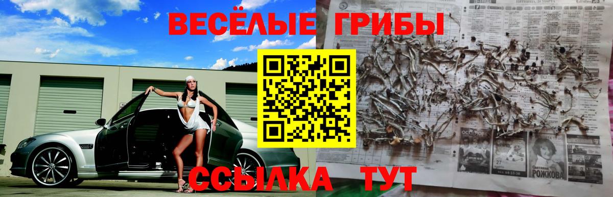 Зерноград  Галлюциногенные грибы Cubensis  дарнет шоп  Вход с VPN 